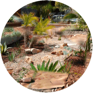mulching tolerant drought